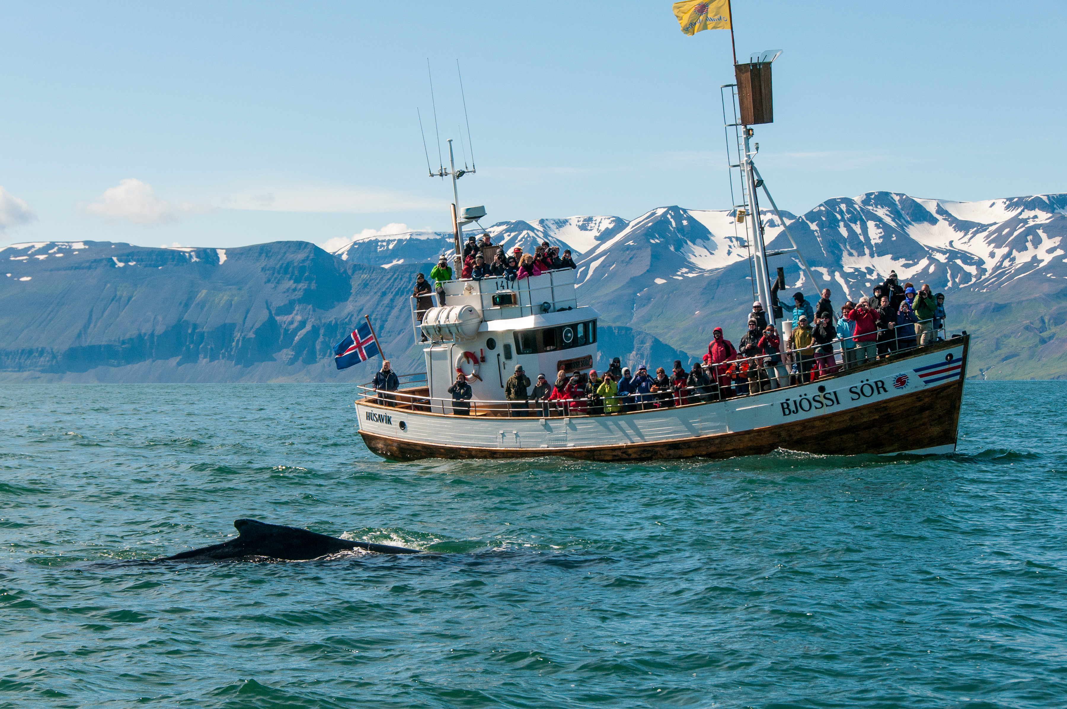 Wale Watching, Husavik